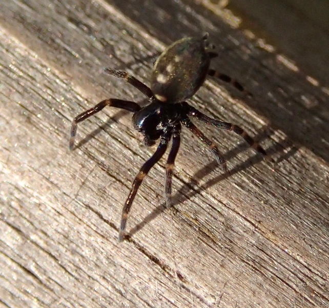 Gnaphosidae? No.  Nurscia albomaculata - Vollorba (TV)